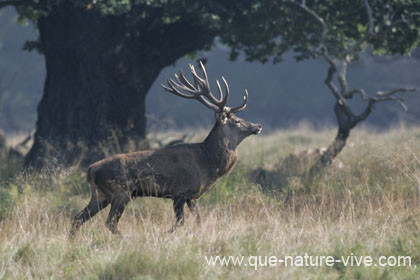 Trés beau jeune cerf d'avenir